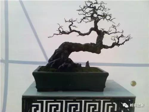 临水式金弹子盆景图片大全欣赏,看盆景展里赏心悦目的盆景