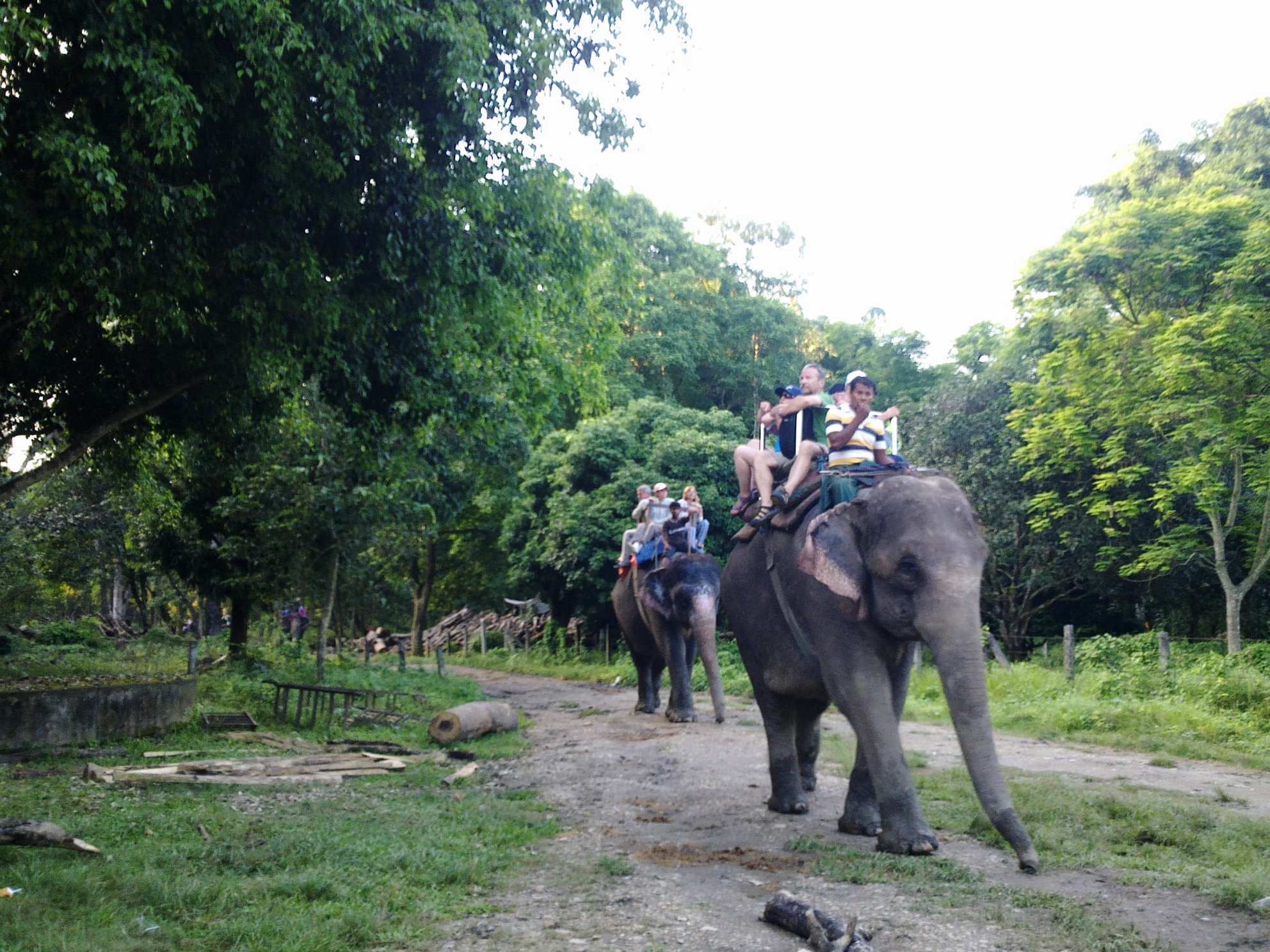 大象足球大赛,大象足球赛