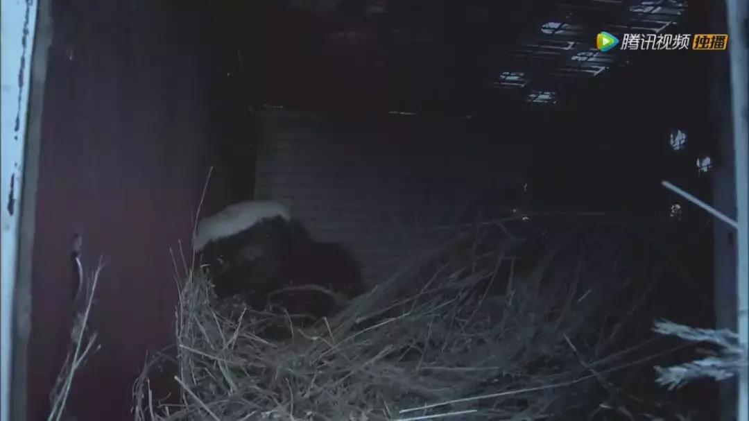 跟狮子抢肉，怼非洲鬣狗，看硬核“平头姐”成长史！