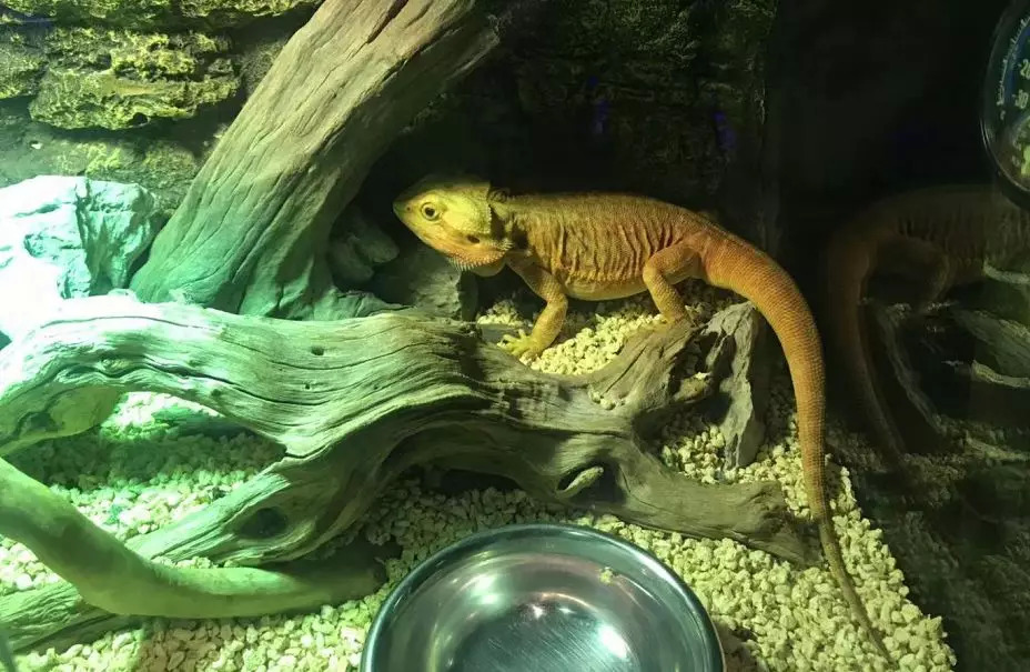 猫咖养小浣熊,小浣熊异宠