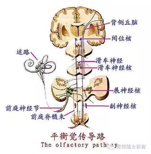 自闭症儿童前庭觉失调的表现,前庭觉失调怎么训练