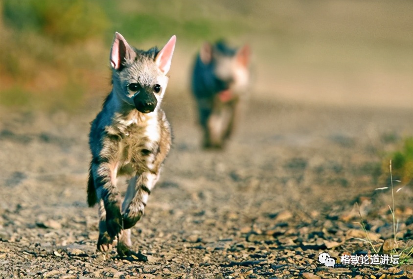 被称为“非洲最强挖掘机”的它，挖洞速度比6个人还快