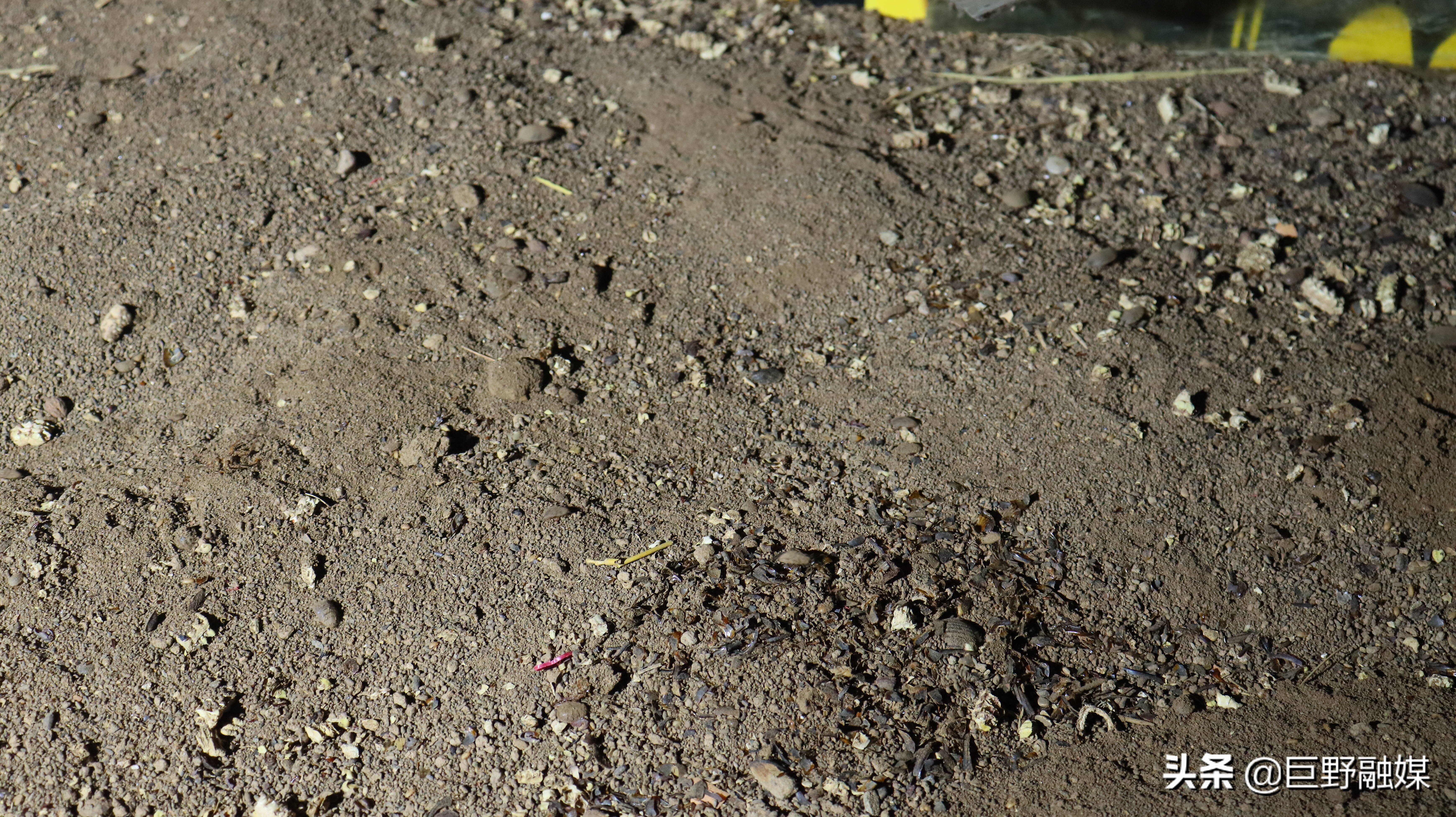 土鳖子怎么养殖,土鳖子养殖多长时间可以有收益