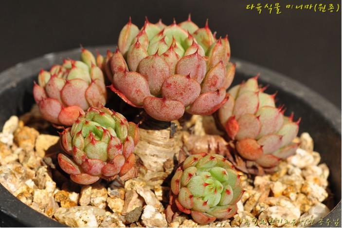 韩国多肉大全图片,多肉公主的图片