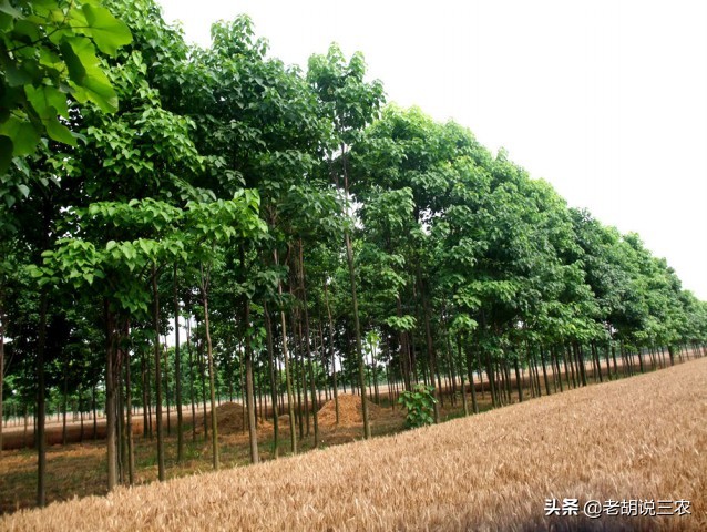 楸树价格行情,楸木木材市场价格是多少