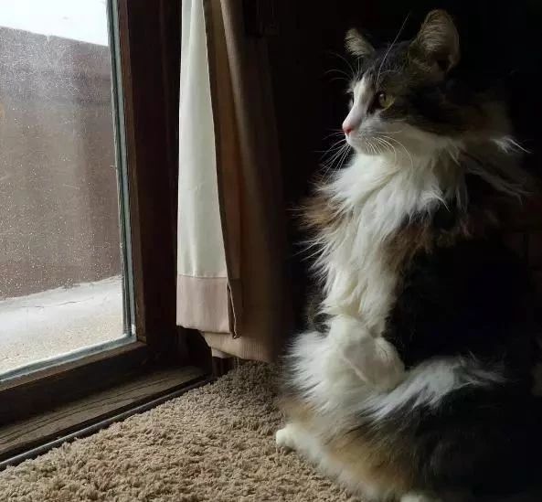 新到家猫咪需要做什么体检,猫咪到家第一夜铲屎官怎么做