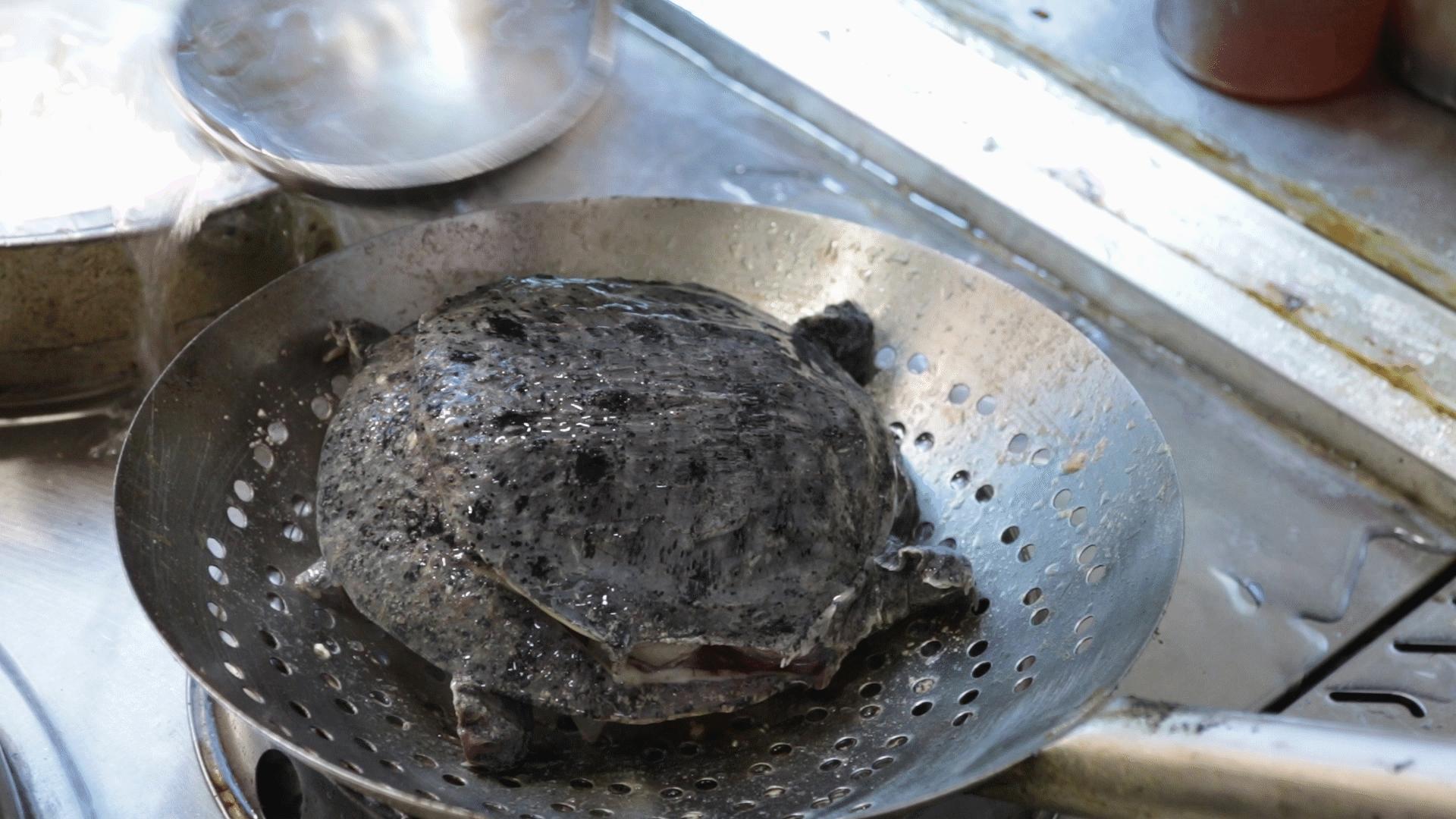 甲鱼怎么做好吃营养又简单,甲鱼怎么做才好吃又简单