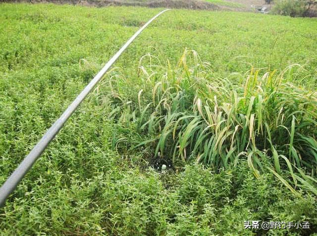 台钓手法,抬竿如何逗钓