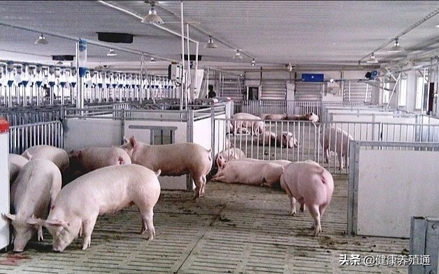 技术猪,母猪技术知识