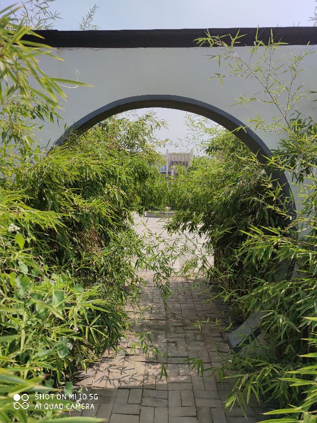 原创竹之礼诗,原创竹之礼赞