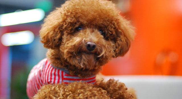 泰迪的这些坏习惯，你还在纵容吗，你后悔了没有