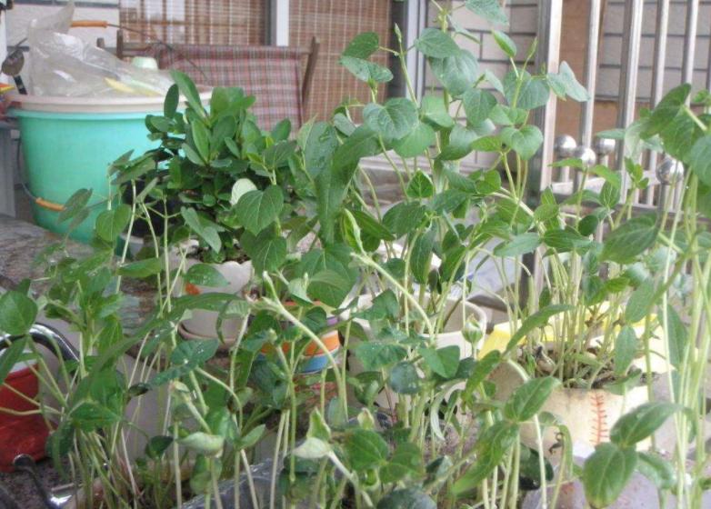 什么豆子都可以发豆芽菜,黄豆发豆芽菜的简单方法