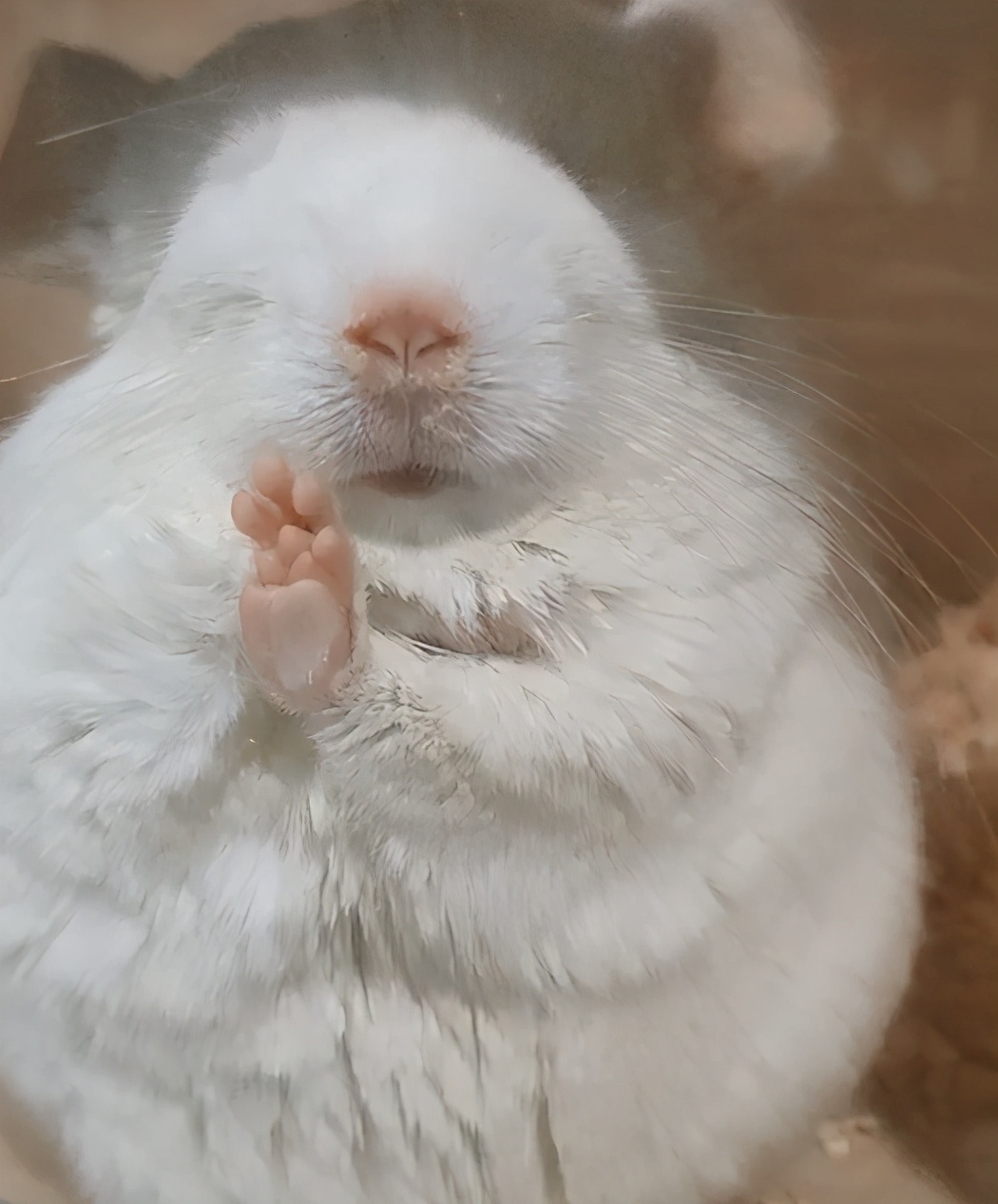 宫崎骏龙猫抱着小龙猫 (有一种可爱叫宫崎骏眼里的龙猫)