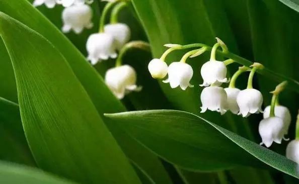 十种有毒的常见花卉植物,这几种带毒的植物家里一定不能养