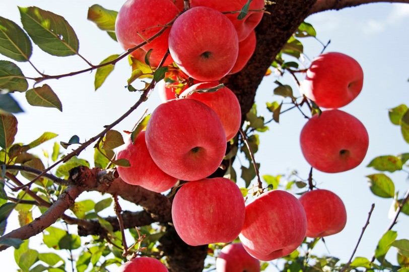 苹果轮纹病的防治时间,苹果轮纹病害治疗
