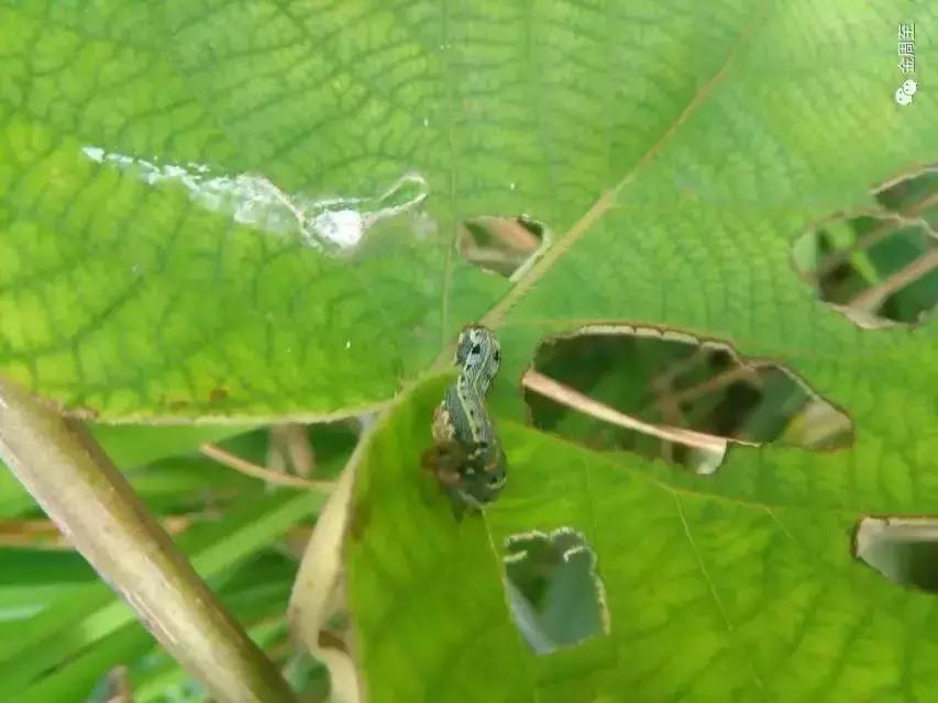 猕猴桃八大虫害图,猕猴桃虫害防治方法