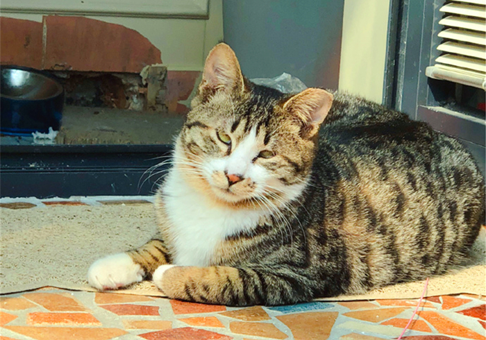 猫咪乱拉乱尿是不是猫砂盆没清理,猫咪乱拉乱尿能打吗