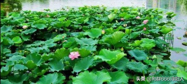 九江和中广场最新动态,九江市和中广场位置