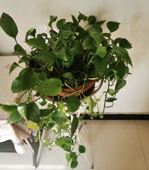 绿萝冻伤叶子发黄怎么救,绿萝叶子冻伤掉完了就剩藤条了