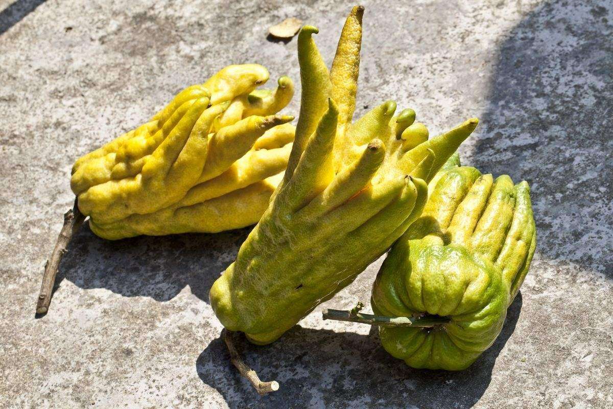 佛手花可以做造型吗,佛手花又漂亮又香超级喜欢