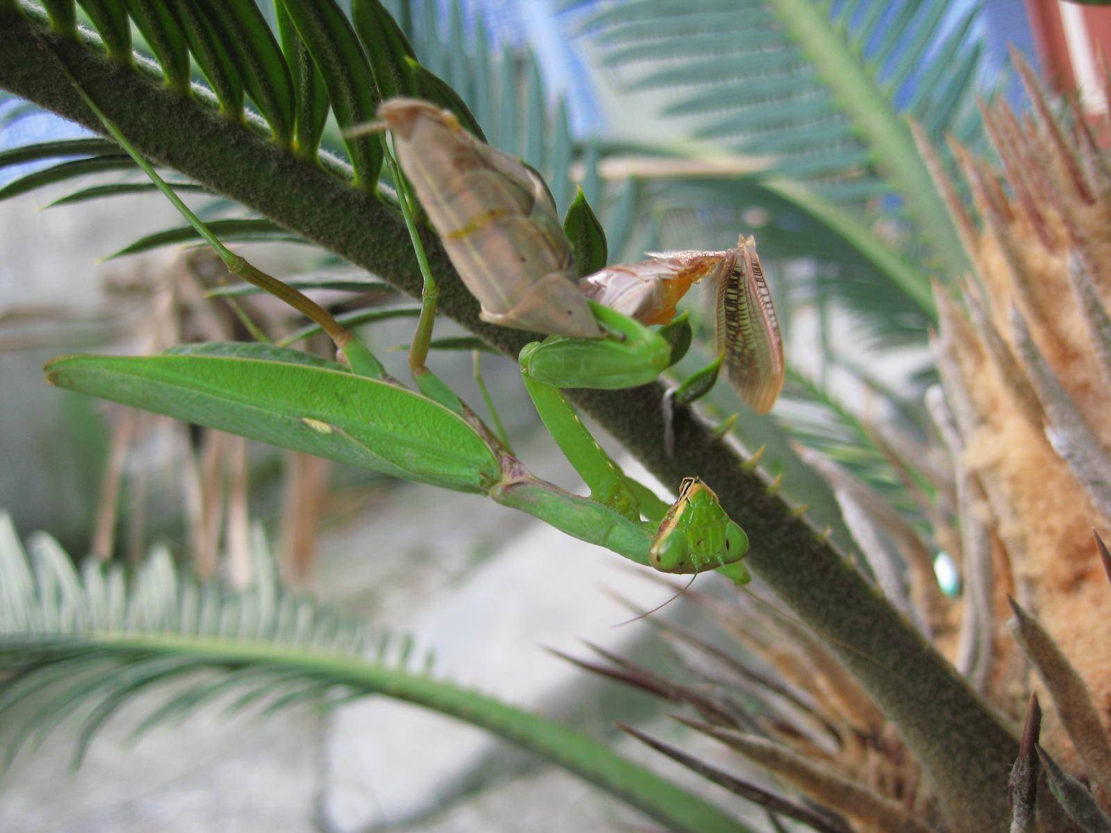 雌螳螂吃雄螳螂雄螳螂为什么不跑,黑寡妇螳螂吃螳螂