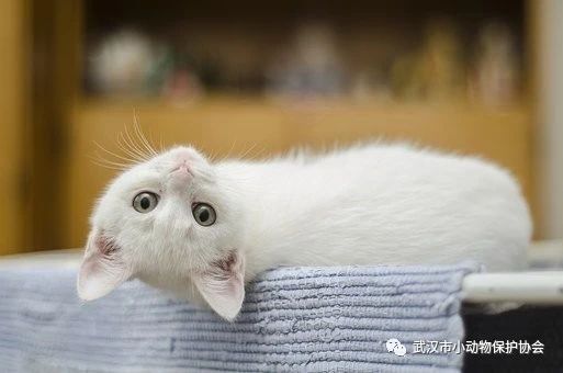 铲屎的,我感觉我不干净了