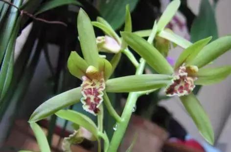 五种最具欣赏价值的兰花,欣赏史上最全的兰花