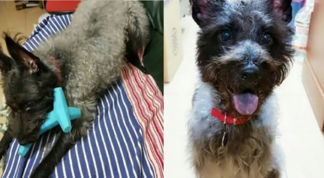 小狗黑色变棕色了,小狗黑毛色变黄怎么回事