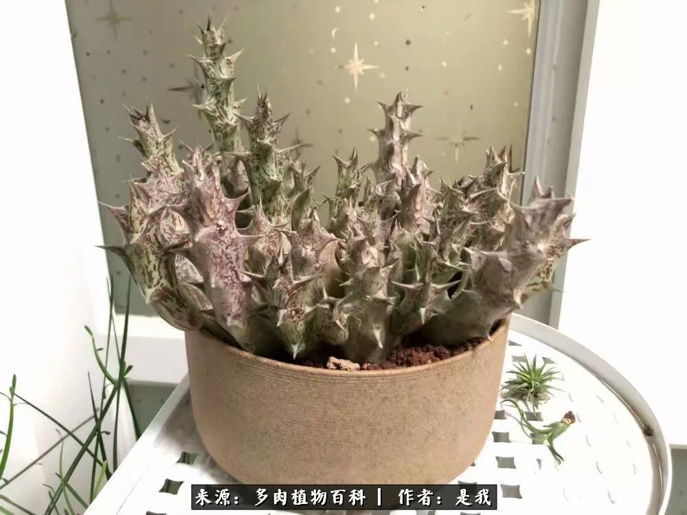 偶遇多肉的感言,偶遇山中多肉