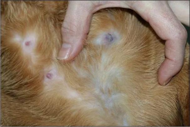 猫宫蓄脓什么症状,猫治疗乳腺炎吃什么药