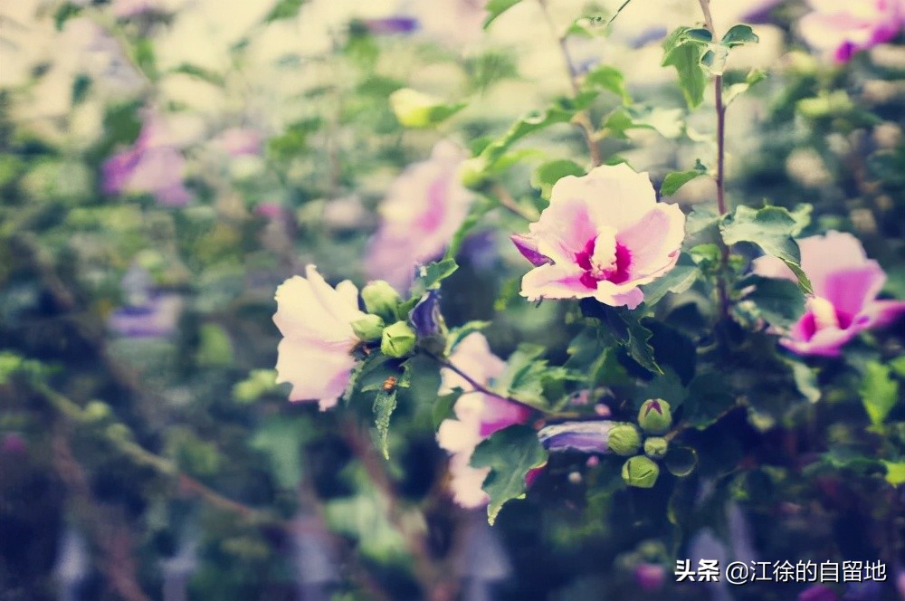 木槿花开温柔的坚持,木槿花始终温柔地坚持