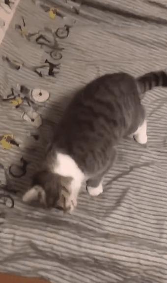 猫咪歪头一定是中耳炎吗,猫咪歪头不能跳