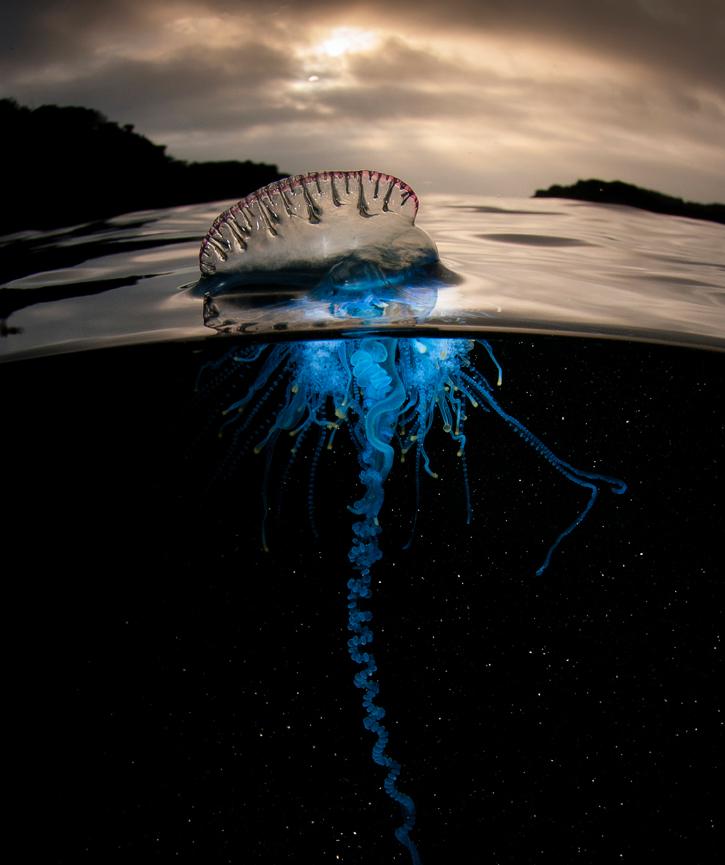 被棕色小点的水母蛰了该怎么办,被北海的小水母蛰了怎么办