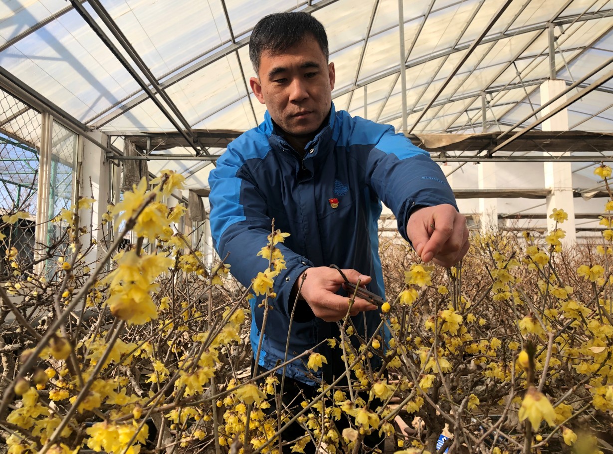 梅花蜡梅能迎春,多靠这位催花“魔术师”