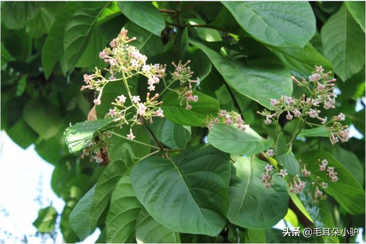 雾柳暗时云度月，露荷翻处水流萤。这个国家居然两个国花