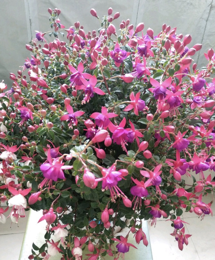 春节灯笼花,适合过年的灯笼花