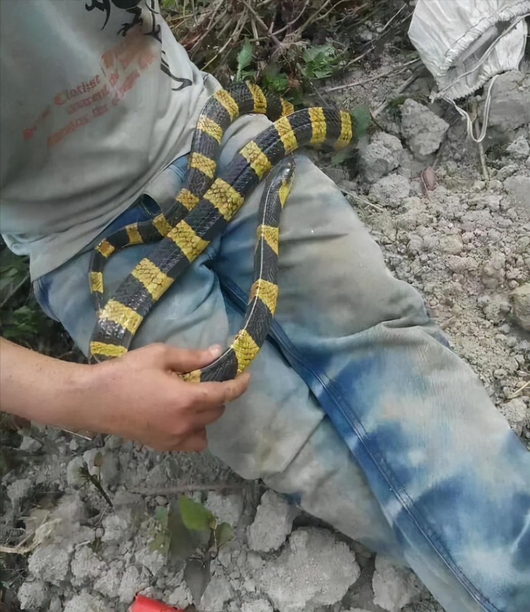 金环蛇的危险,最吓人的金环蛇