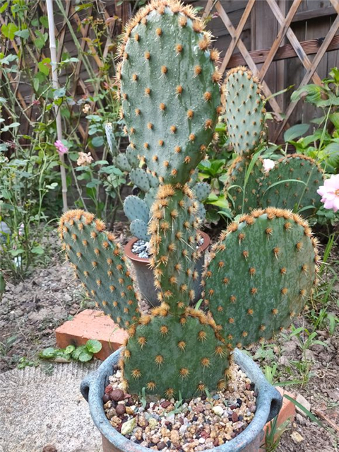 仙人掌长成圆柱形,仙人掌盆栽怎样养得宽大肥厚