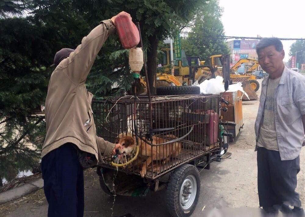 收购土狗十几年有什么用,狗贩子为啥会高价收购农村老土狗