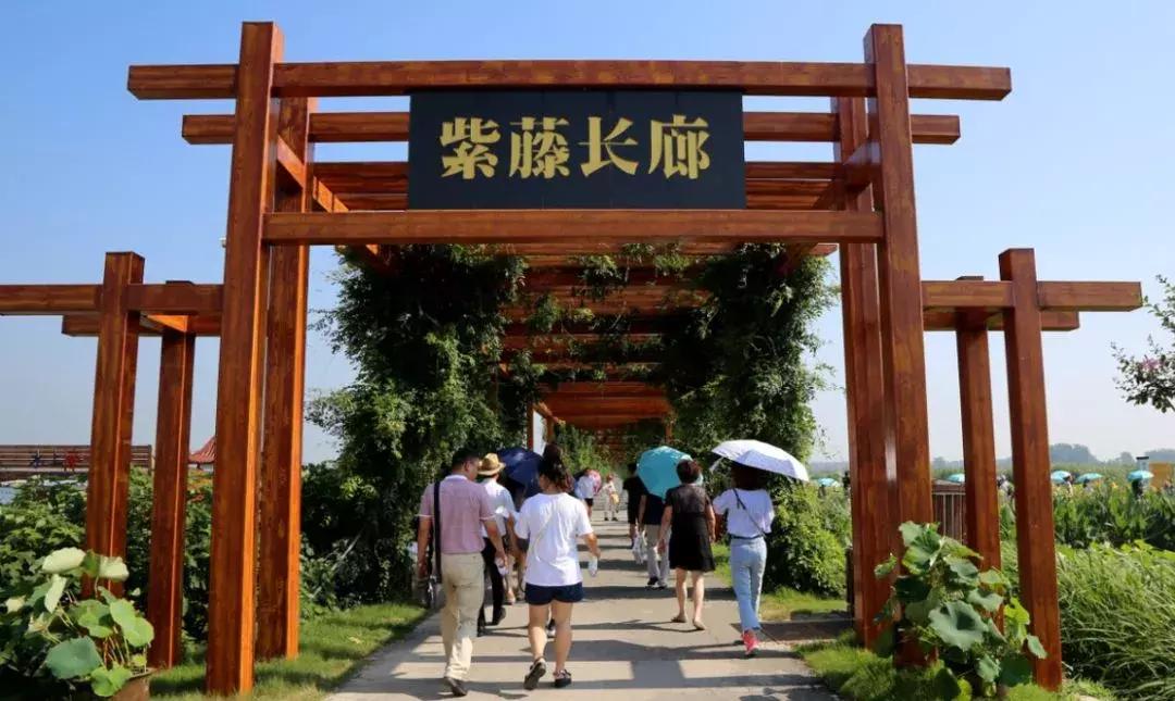 金湖荷花荡图片,金湖荷花荡介绍