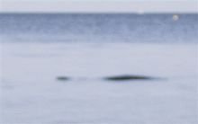 海洋巨蟒之谜视频,海洋巨蟒大战巨鳄