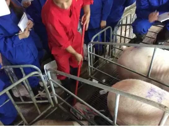 输精法的技术要点和注意事项,深部输精的正确操作