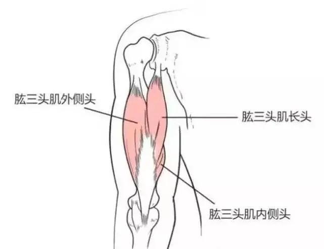 教你一个动作告别拜拜肉,消除拜拜肉必练的几个动作