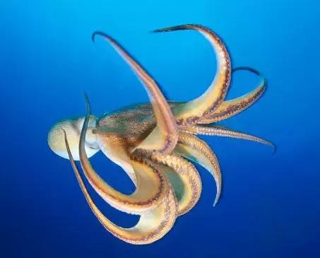 章鱼墨鱼鱿鱼该怎么分清呢,章鱼鱿鱼乌贼怎么分类