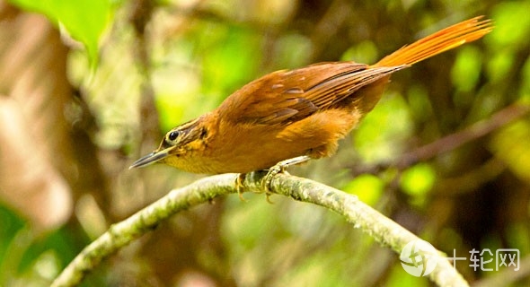地球上已经绝种的七个国宝级动物,史上已灭绝的18种动物你了解了吗