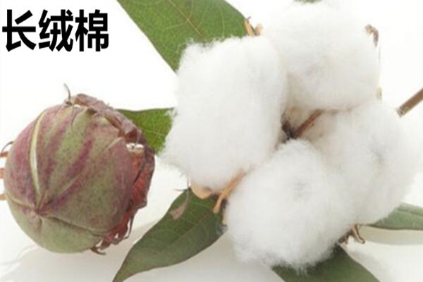 毛巾金号贵吗,金号棉纯棉毛巾