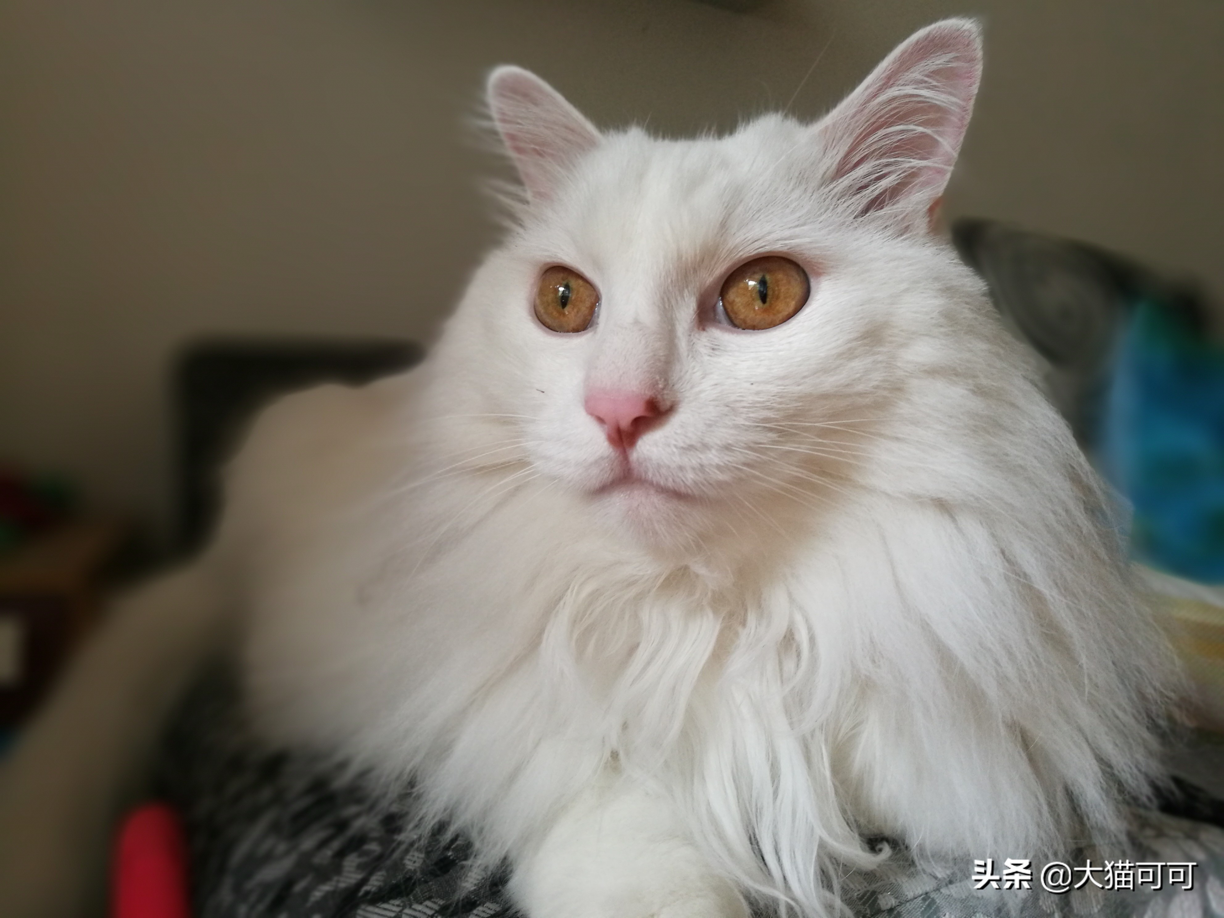 养猫如养娃系列,养猫如养老虎