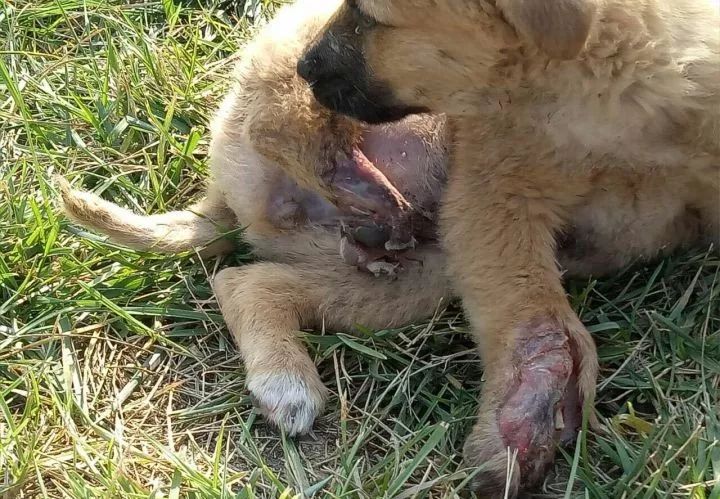 狗狗后腿截肢只能从关节截肢吗,医生说要截肢是什么意思