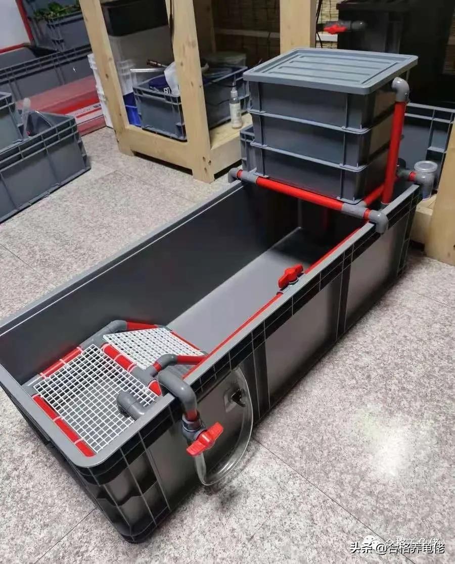 养龟龙眼叶是买绿色好还是红色好,养龟的注意事项及禁忌