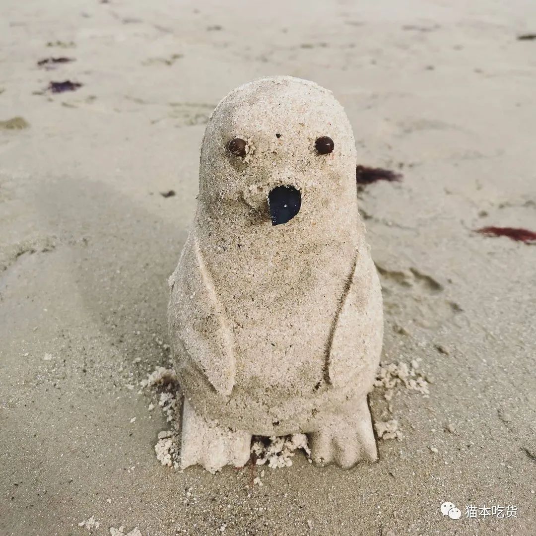 墨尔本两只相互依偎的企鹅,澳大利亚墨尔本看企鹅